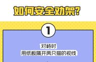 猫咪，你们不要再打了！一张图教铲屎官正确劝架