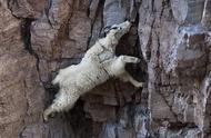 雪羊生活在悬崖峭壁上，可以自由的攀爬跳跃，目的是为了躲避天敌
