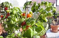 夏季养护小番茄，做好这5点，挂果结实多，番茄多到吃不完