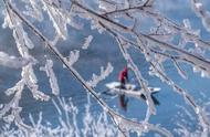 “雪”来了，一起来接飞花令