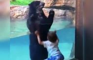 萌娃在动物园跟大熊隔着玻璃玩“跳跃游戏”火了，网友：好有爱啊