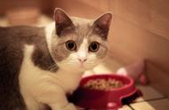 「科普篇」猫咪吃喝学问大，关于这些饮食知识点，你了解吗？