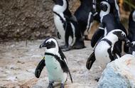 44只企鹅救上市公司的迷案破了