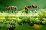 在家养花被蚂蚁祸害得很惨，看看它们都做了什么？有啥方法可解决