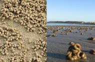 退潮后，海滩上出现的一堆堆沙球和沙条是什么？| 趣问万物