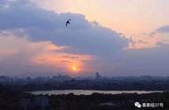 数量急剧减少的“北京雨燕”都去哪了？追踪“无影鸟”的万里迁徙