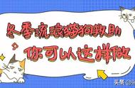 流浪猫狗能否熬过这个冬天？想救助流浪的毛孩子，你可以这样做