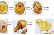 最新整理鸡蛋孵化技术,人工孵化翻蛋和照蛋的时间最关键,定要牢记