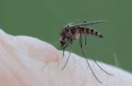 国产“物理灭蚊器”研发成功，用激光杀蚊子的过程，好像科幻大片