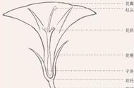 零基础国画教程：单瓣花冠的六种画法详细图解，网友：终于会画了