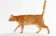 猫咪走路的时候四条腿的迈步顺序是什么？你知道吗？