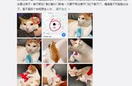 竟然有人建议用算命的方式去找猫？这些关于找猫的玄学真的有用吗