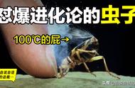 它用火箭燃料，喷射100℃子弹，无视进化论，调戏达尔文的虫子