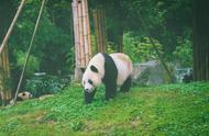 PANDAS: 新手教程 一