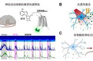 如何睡得更香？科学家发现影响睡眠质量的关键神经元