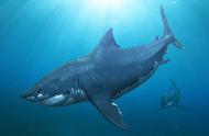 巨齿鲨：逝去的海洋霸主