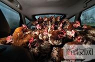 澳动物保护者解救140只鸡于“毒气”中