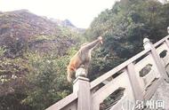 超萌！三只顽猴“闯荡”泉州仙公山