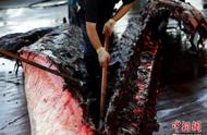 日本“退群”操捕鲸旧业，《海豚湾》会重演吗？