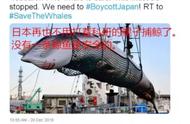 日本为何无法放弃“吃鲸”？