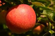 每天只吃苹果的人，能减肥吗？吃苹果减肥法的二大误区你知道吗？