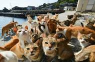 日本一群“放肆”的猫咪，霸占一个小岛，当地居民开心“铲屎”