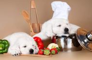 去狗狗厨师学校，为爱犬烹饪一份美味吧！