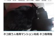 日本“铲屎官”专用公寓上线 备有猫咪专用台阶、门洞、小屋