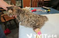 加拿大：残疾猫咪通过3D打印假肢实现人生首次奔跑