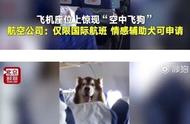 办个证就能带爱犬一起“飞”？民航人士：没那么简单