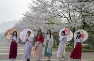 在这所学校赏樱无须挤人海，看汉服小姐姐花下“打卡”