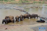 记者手记：探访孕育中斯友谊使者的平纳维拉大象孤儿院