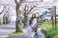 日本追樱从伊东到长野，一条小众赏樱路线
