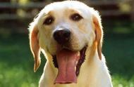 《长沙市养犬管理条例》5月1日起正式实施！给狗狗领“身份证”请到这些地方