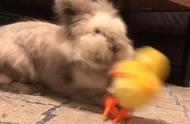 长毛兔遭玩具跳跳鸡频繁“骚扰” 脚踢嘴咬就不让靠近地盘
