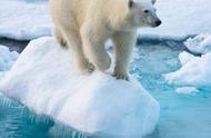 相伴20年的同伴被送走，伤心的北极熊抑郁而死