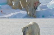 痛心 大熊吃小熊 全球暖化导致北极熊饥不择食