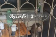 猴子“越狱”连伤3人：男子半边脸险被咬掉 缝100多针