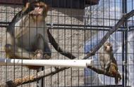 冲绳动物园猴子出逃事件调查结果出炉：自用钥匙开门逃离动物园