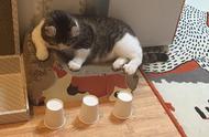 日本聪明小猫与主人玩游戏 轻松猜出藏球杯子