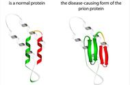 新实验治疗有效减缓朊病毒病发作 并延长小鼠寿命