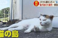 日本「猫岛」接近毁灭，大量猫咪被人恶意毒杀……