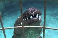 这是世界最惊险的潜水项目，与食人鳄共处一池，随时可能被咬一口