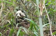 跟大熊猫做邻居 这个村二百多人几乎都见过野生“滚滚”