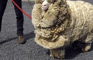 绵羊界“网红”不想剃毛离家出走6年，回家时成了一条行走的羊毛被