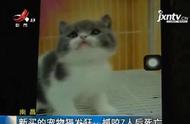 离奇！猫突然发狂咬伤一家7口，然后猫很快死了……