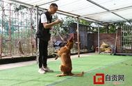 来听听，训犬师传授的“训犬秘籍”