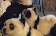 将狗染色成熊猫收费1500 网友：想过狗狗的感受吗