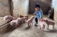 谁家的猪在拱“小白菜”！网友：原版白菜公主和七只小猪