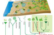 陆地植物的水生祖先是谁？最新研究终于找到了